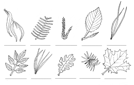 A Key to the leaves of some common trees of the northeastern USA